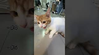 猫の謎すぎる行動TOP7 🐱  #猫 #cat #子ネコ #可愛い #猫のいる暮らし