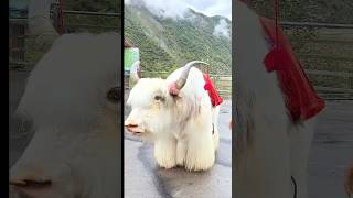 Tibetan White Yak