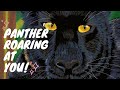 Panther Roaring at YOU! #animation #panther #art