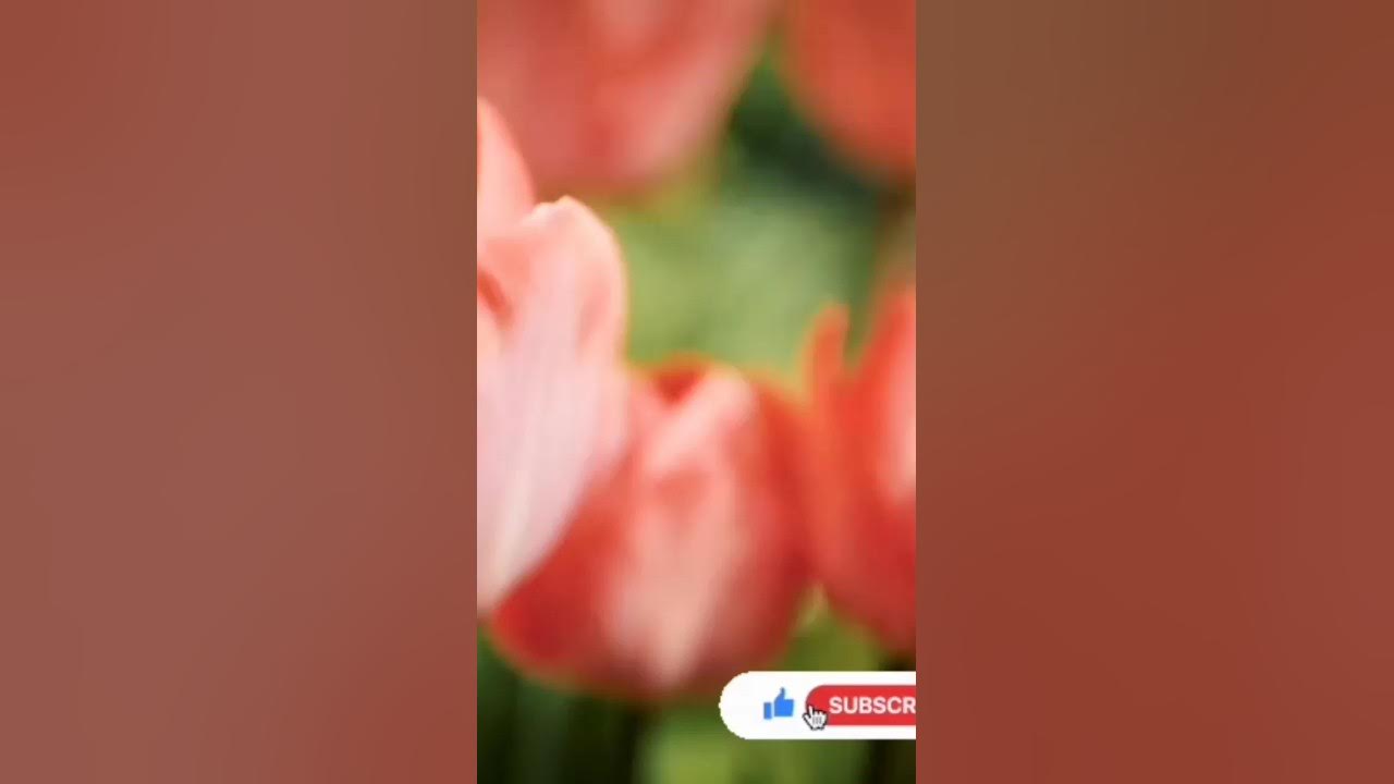 Beautiful flowers #short #shorts #ytshort |Whatsapp status Beautiful flowers #short #shorts #ytshort |Whatsapp status