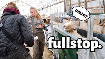 A FEW FULL STOPS. 🫣 | SHEEP vaccination frustrations & SOYBEAN harvest holdups. | Vlog 625