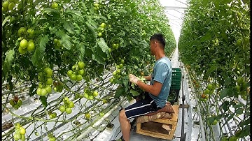 Vườn Cà Chua Trong Nhà Kính Phần 1 | LeLanHue PL