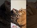 kucing lucu galau