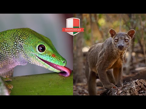 10 Fascinating Animals