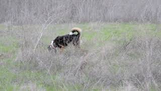 Dog playing with the stick while wearing the Field Guard