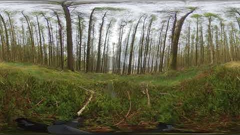 Insta 360 One X 5.7k HDR Video Test Cogra Moss - April 2019