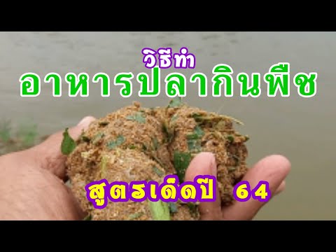 วิธีทำ อาหารปลากินพืช ด้วยหญ้าหวานอิสราเอลสูตรเด็ด ปี64