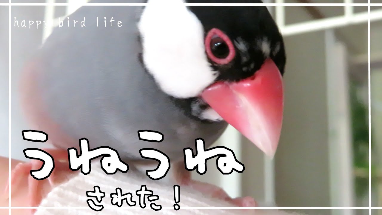戦う準備はできている。だが今日も平和だ。【うねうね文鳥だ！ 44