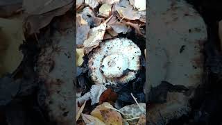 Грузди в октябре #грибы #северныйказахстан #грузди