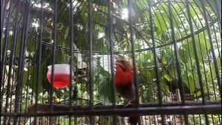 SEPAH RAJA ISIAN KENARI