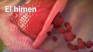 El Himen Es Un Pequeño Y Delgado Tejido Membranoso Situado En La Abertura L.