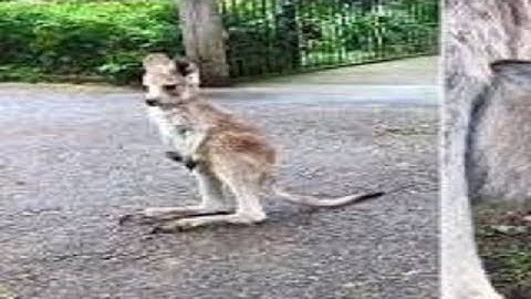 Kangaroo joey takes first hops