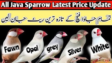 All Java Sparrow Latest Price Update | تمام جاوا فنچ کے تازہ ترین ریٹ جان لیں | Java Finch Prices
