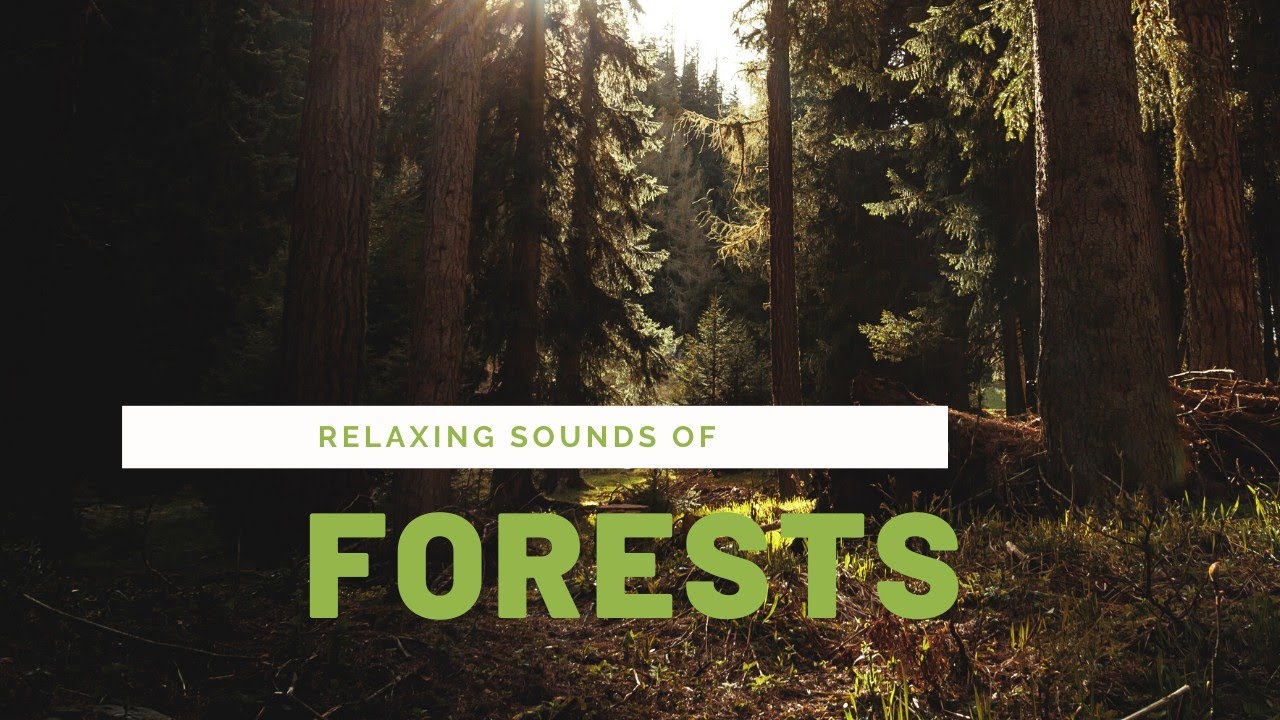 Sounds of Forest - Birds Singing. Soothing video for best relaxation ...