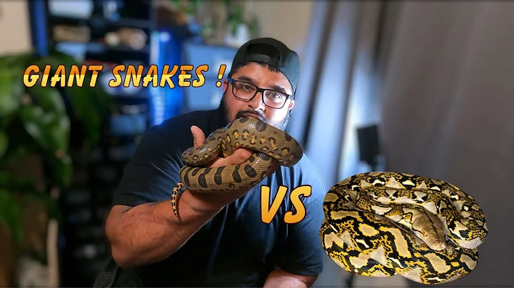 The Giant Green Anaconda vs Reticulated Python | Handicap Comparing the two Largest Species of Snake