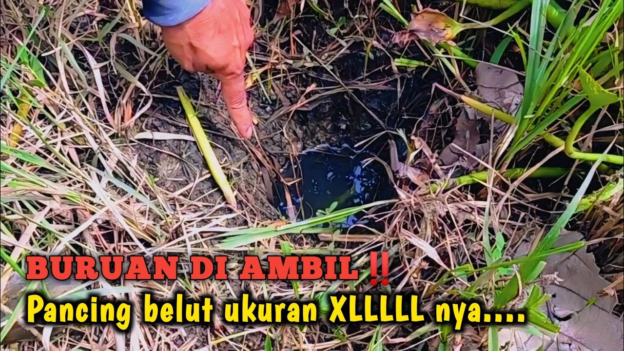 JANGAN TERLEWAT ‼️TIPS MENCARI LUBANG BELUT BESAR DI RAWA
