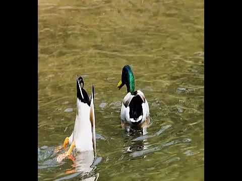 بط يبحث عن الغذاء فى الماء,Ducks searching for food in the water