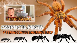 pterinochilus murinus rcf | скорость роста + ПЕРЕСАДКА