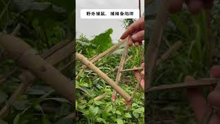 Bird Trap easy homemade  Using Bamboo #shortsfeed #birds