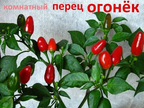 Вопрос: Как и чем подкормить перчик огонёк?