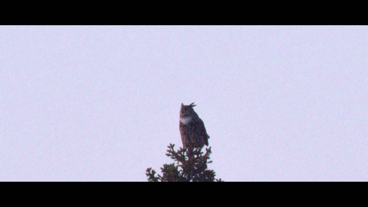 Berguv / Eagle Owl - YouTube