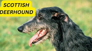 Scottish Deerhound Pros and cons | The Good and The Bad.