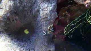 20160724 船帆石外獨立礁 潛水