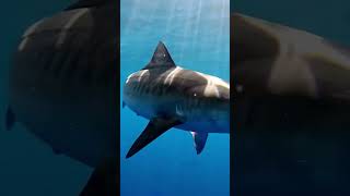 Into the Deep: Swimming with Sharks #gopro
👍 & subscribe! ► https://youtube.com/@GoProWorldOfficial?sub_confirmation=1
Shot 100% on GoPro – https://bit.ly/2FLxgbw
Comment below on your favorite part!
Get stoked and subscribe: https://bit.ly/3KqvevQ
For more from GoPro, follow us:
Facebook: https://facebook.com/gopro
Twitter: https://twitter.com/gopro
Instagram: https://instagram.com/gopro
Tumblr: http://gopro.tumblr.com/
Pinterest: http://pinterest.com/gopro
The Current: https://gopro.com/news
GoPro: https://gopro.com/channel/
#GoPro #sharks Into the Deep: Swimming with Sharks #gopro