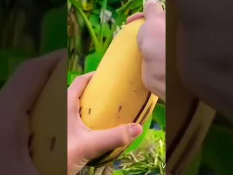 اكبر موز ف العالم