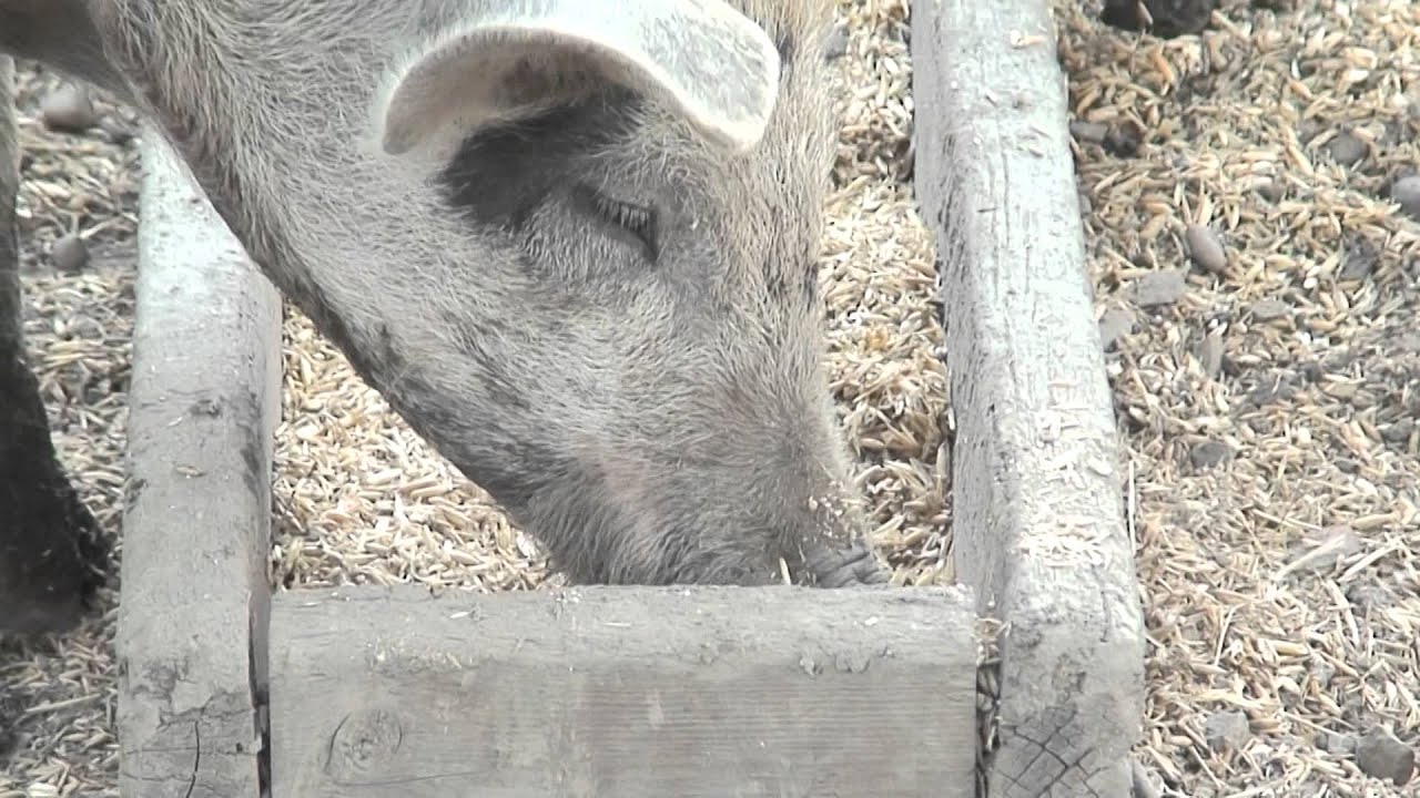 Pigs Eating From Trough YouTube Pigs Eating From Trough YouTube