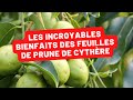 Dcouvrez les vertus insouponnes des feuilles de prune de cythre 