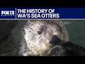 How the fur trade nearly erased Washington's sea otters | FOX 13 Seattle