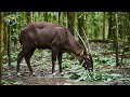 The Saola Asia&rsquo;s Rarest and Most Mysterious Animal | The Asian Unicorn of Laos.