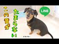 LINEの音に反応して暴れ回る犬はかわいいw