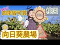 原來向日葵不是只有夏天！！【台湾生活】兔子加糖Vlog