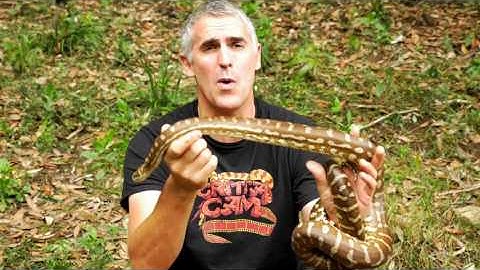 INLAND Australian Carpet Pythons - CrittaCam