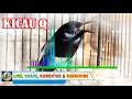 Suara Jernih Pancingan Burung Kacer Jadi Gacor Dan Emosi Siang Malam Banyak Di Cari Kicau Q Mp3 - Mp4 Download