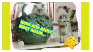 Hime and Ashley meet again by Lance and Mommy Shaw 812 views 2 years ago 3 minutes, 38 seconds