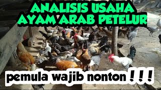 CARA BETERNAK AYAM ARAB | 24