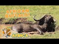 Pops On The Trail In AFRICA African Buffalo Ep 5 Educational Video For Kids 