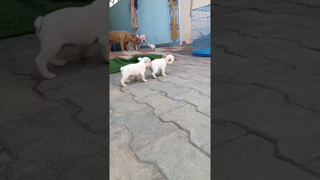 bhai fight 🤣🤣😜