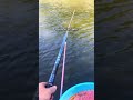 The fish:😏
