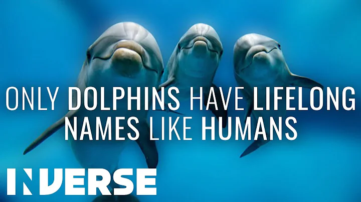 Dolphins Bro Out Like Humans | Inverse Sea Facts