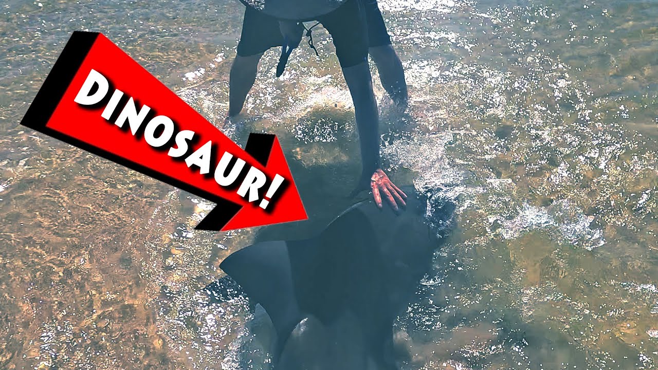 DINASOUR Shark Caught During Red Tide. Shark Fishing (Cuta Copter Trident 5000) (LBSF)