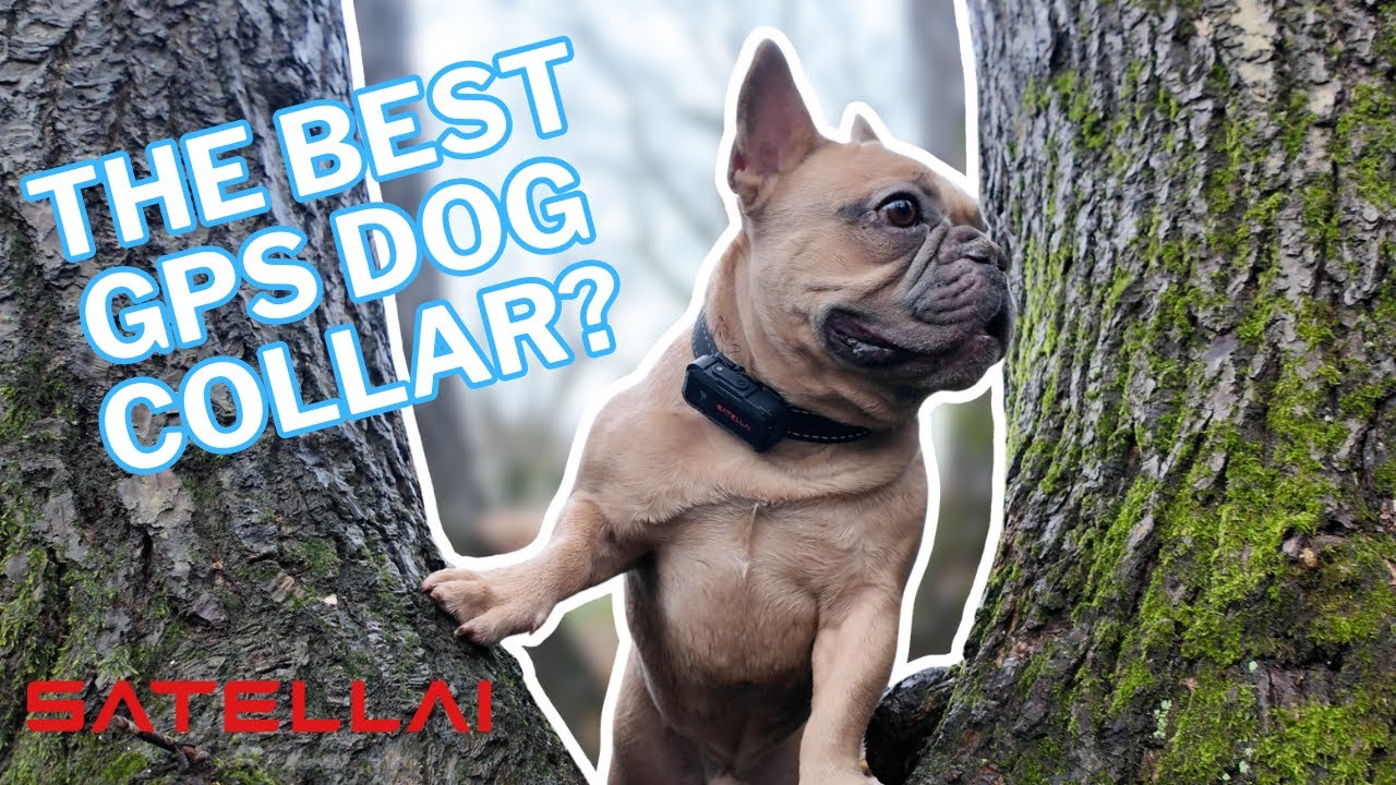 Тестирование GPS-ошейника для собак SATELLAI Collar Go Dog.