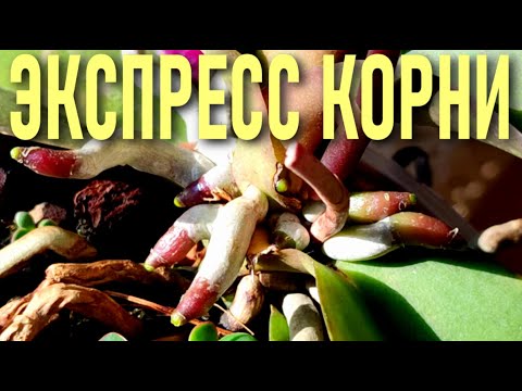 ЭКСПРЕСС КОРНИ ОРХИДЕИ или СУПЕР СИЛА РАСТЕНИЯ БЕССМЕРТИЯ ДЛЯ РОСТА КОРНЕЙ И ЦВЕТОНОСОВ ОРХИДЕЙ!
