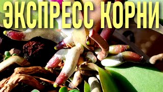 ЭКСПРЕСС КОРНИ ОРХИДЕИ или СУПЕР СИЛА РАСТЕНИЯ БЕССМЕРТИЯ ДЛЯ РОСТА КОРНЕЙ И ЦВЕТОНОСОВ ОРХИДЕЙ!