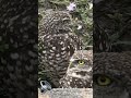 A pair of very attentive burrowing owls in Florida. #burrowingowl #owls #owlsofinstagram