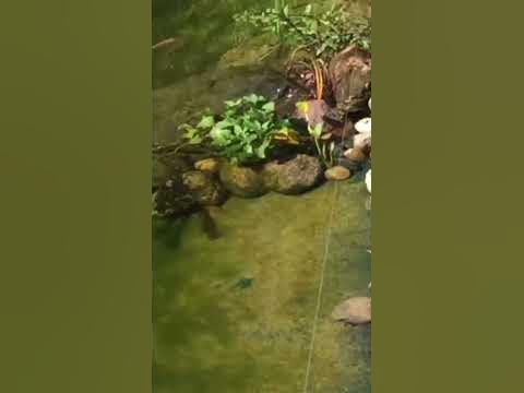 Koi Nachwuchs im Teich YouTube
