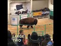 Bison Auction Clips